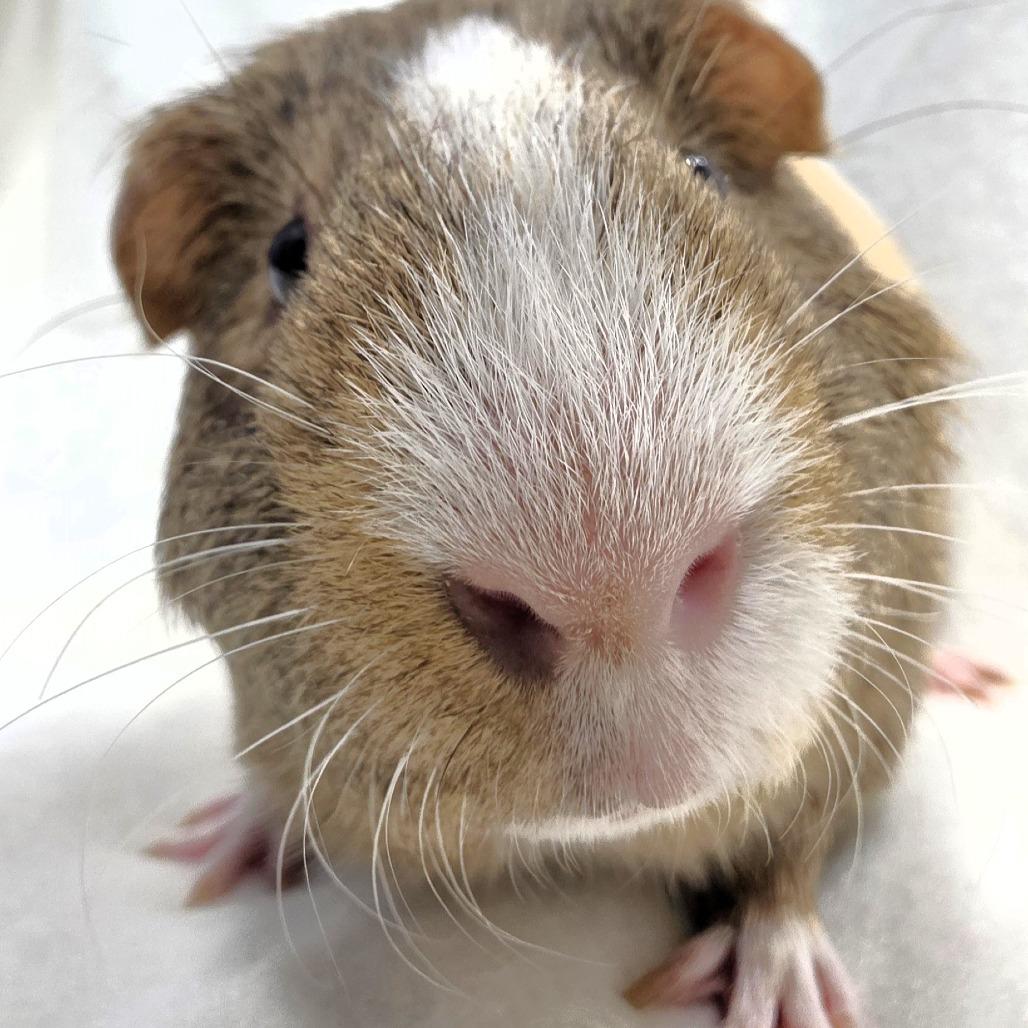 Cosmo, Adoptable, Young Male Guinea Pig.