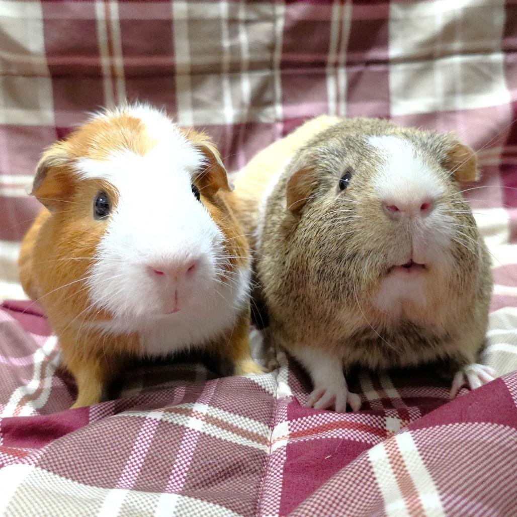 Enlarge Cosmo, a Adoptable Guinea Pig in Michigan City, IN image 1/5