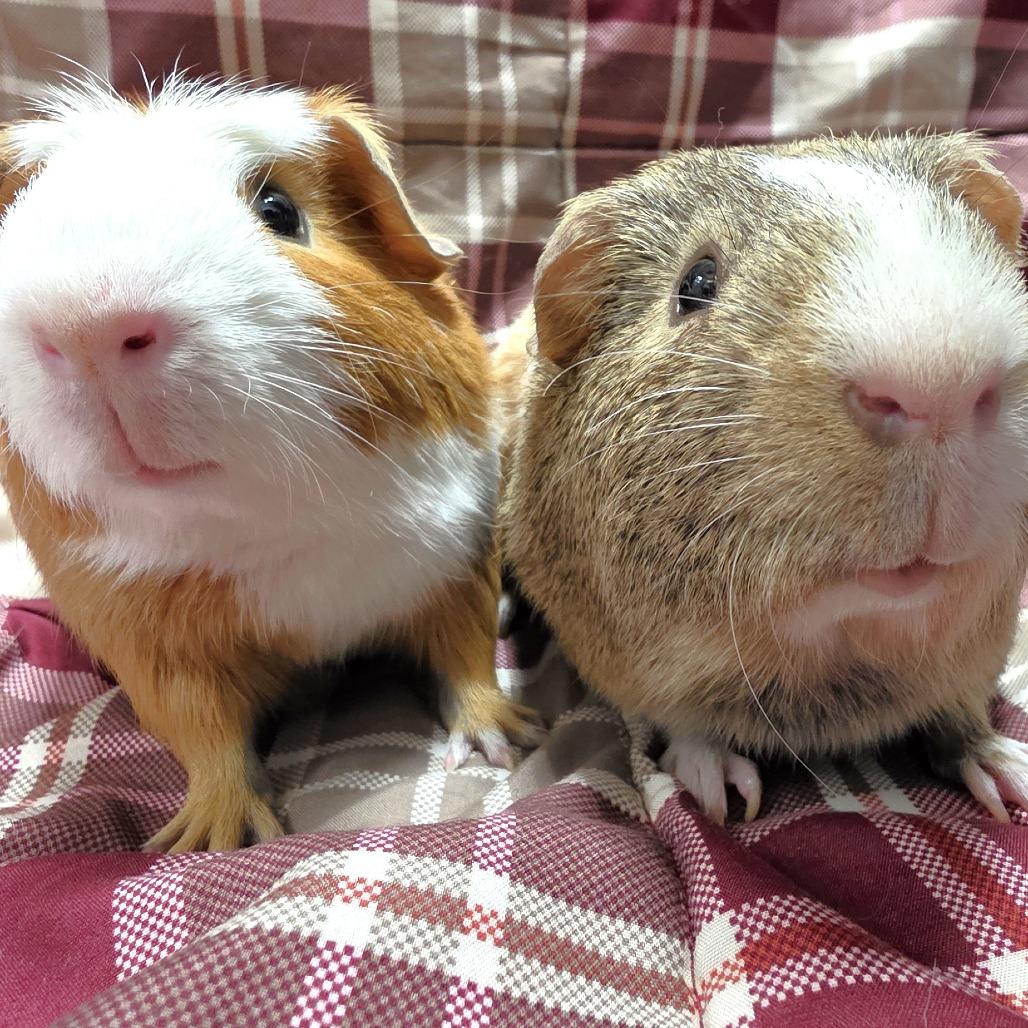 Enlarge Cosmo, a Adoptable Guinea Pig in Michigan City, IN image 2/5