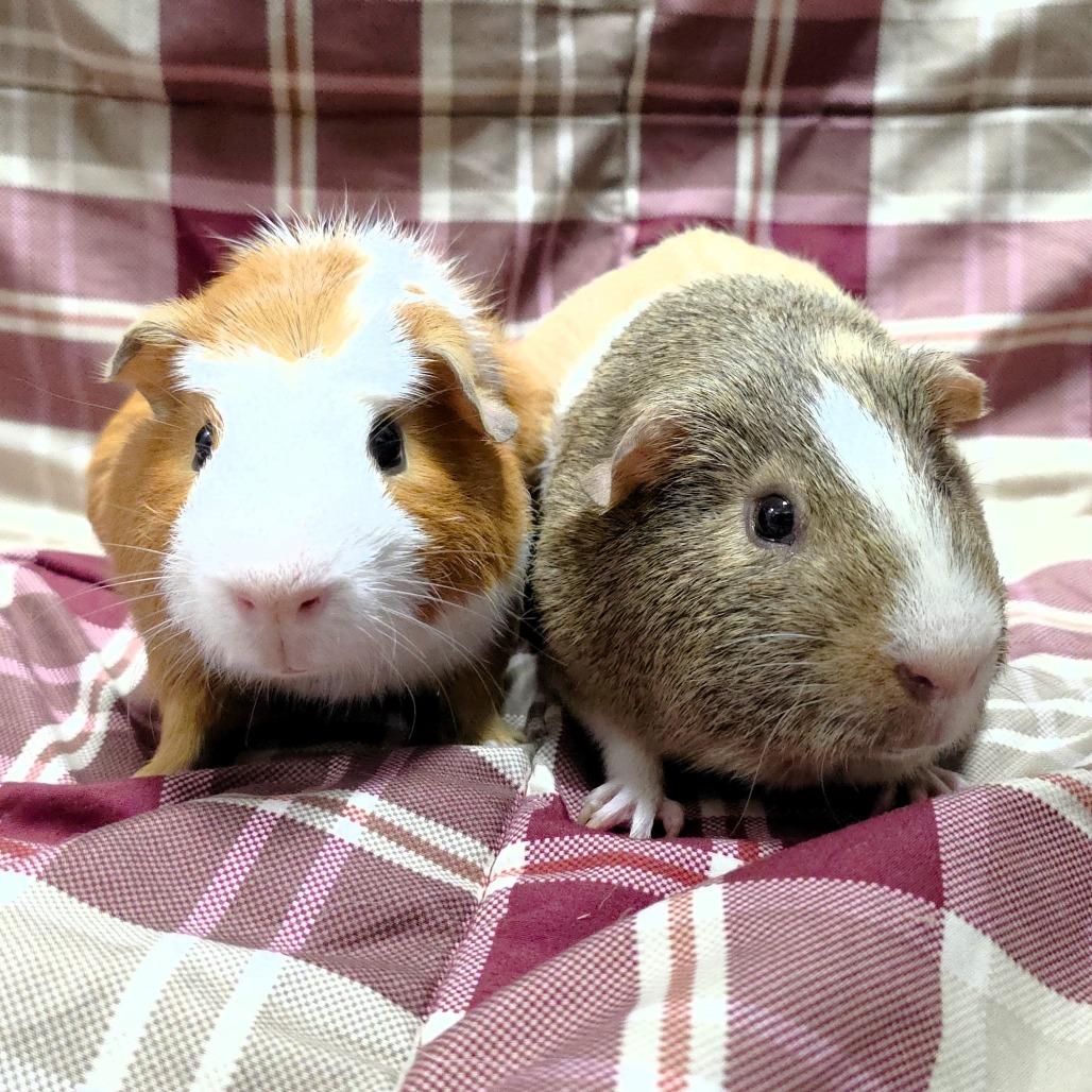 Enlarge Cosmo, a Adoptable Guinea Pig in Michigan City, IN image 3/5