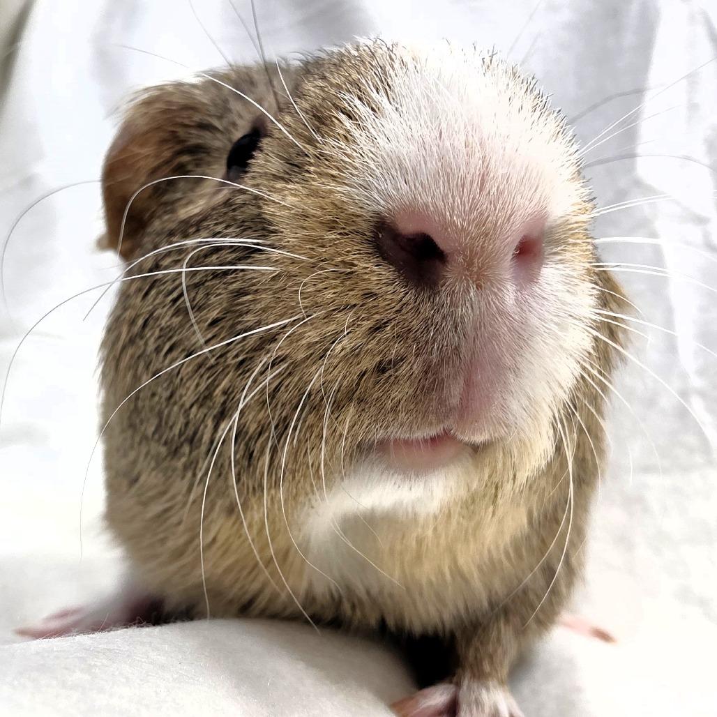 Cosmo, a Adoptable Guinea Pig in Michigan City, IN image 2/6