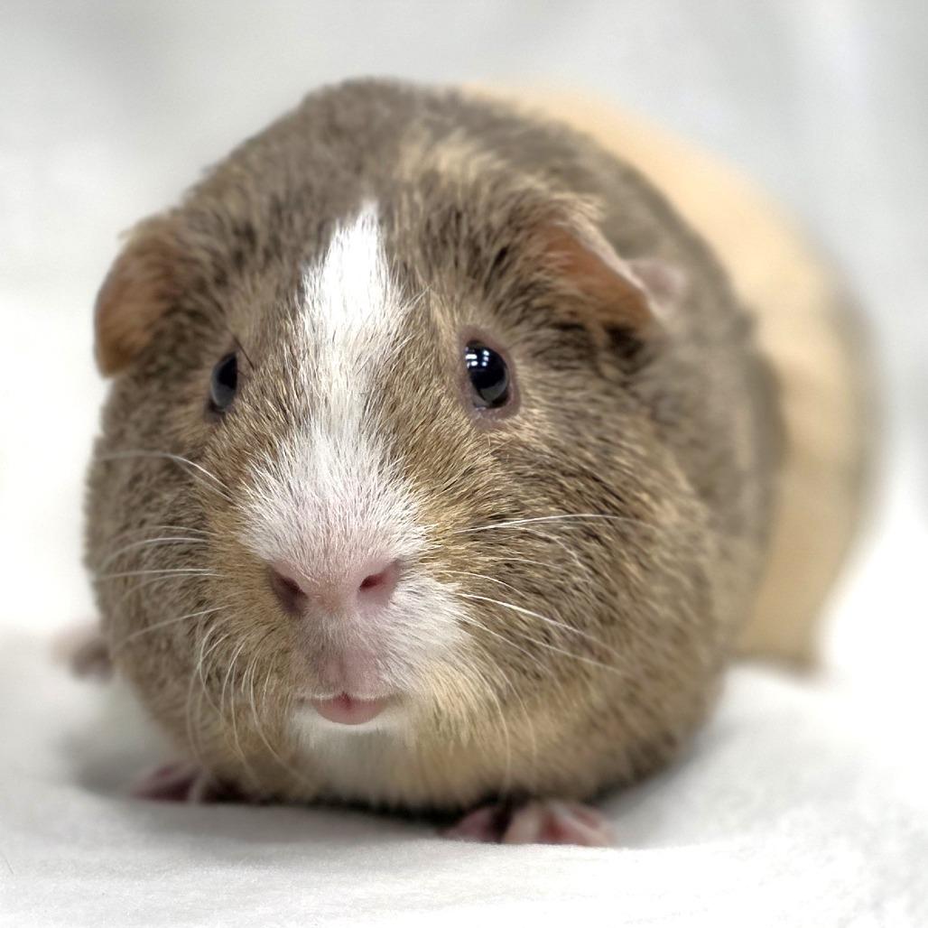 Cosmo, a Adoptable Guinea Pig in Michigan City, IN image 3/6