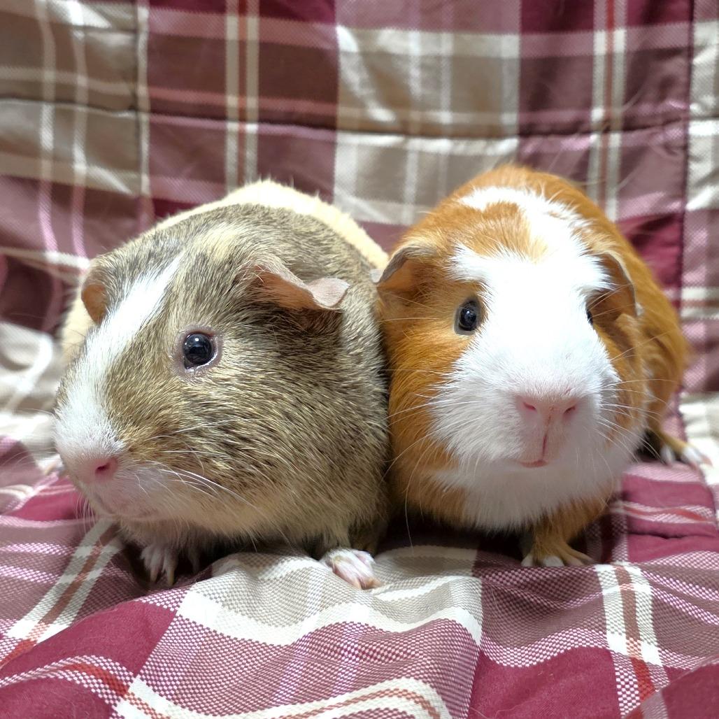 Enlarge Cosmo, a Adoptable Guinea Pig in Michigan City, IN image 4/5