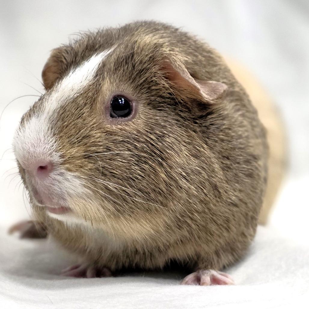 Cosmo, a Adoptable Guinea Pig in Michigan City, IN image 4/6