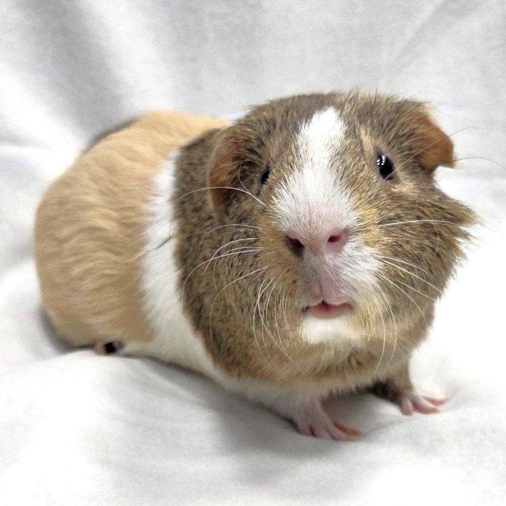 Cosmo, a Adoptable Guinea Pig in Michigan City, IN image 5/6