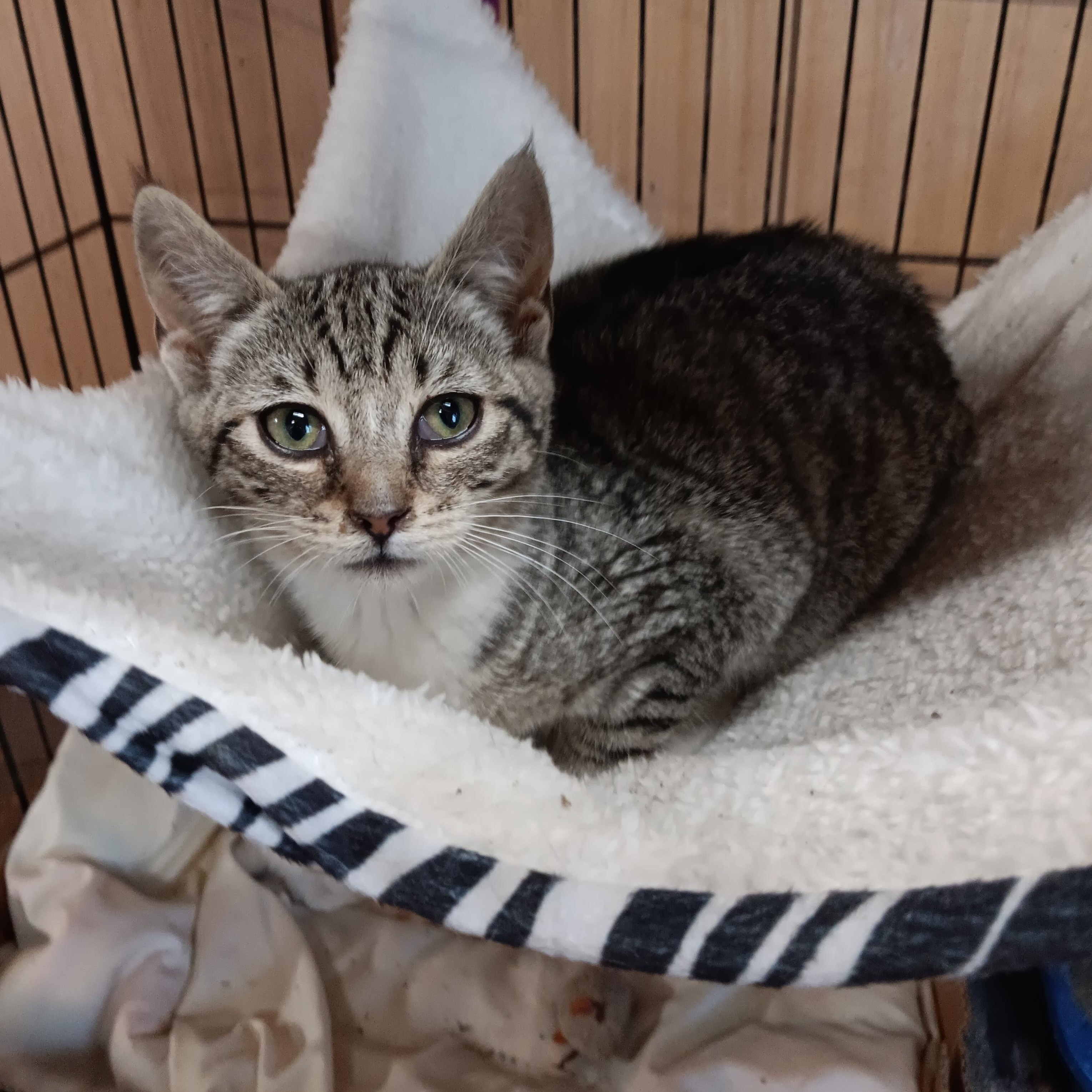 Enlarge Lola, a ADOPTABLE Domestic Short Hair in Blairsville, GA image 1/1