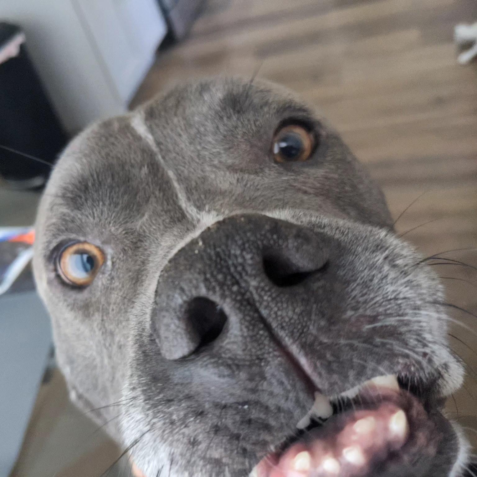 Enlarge Tyson, a Adoptable mixed breed in San Diego, CA image 5/6