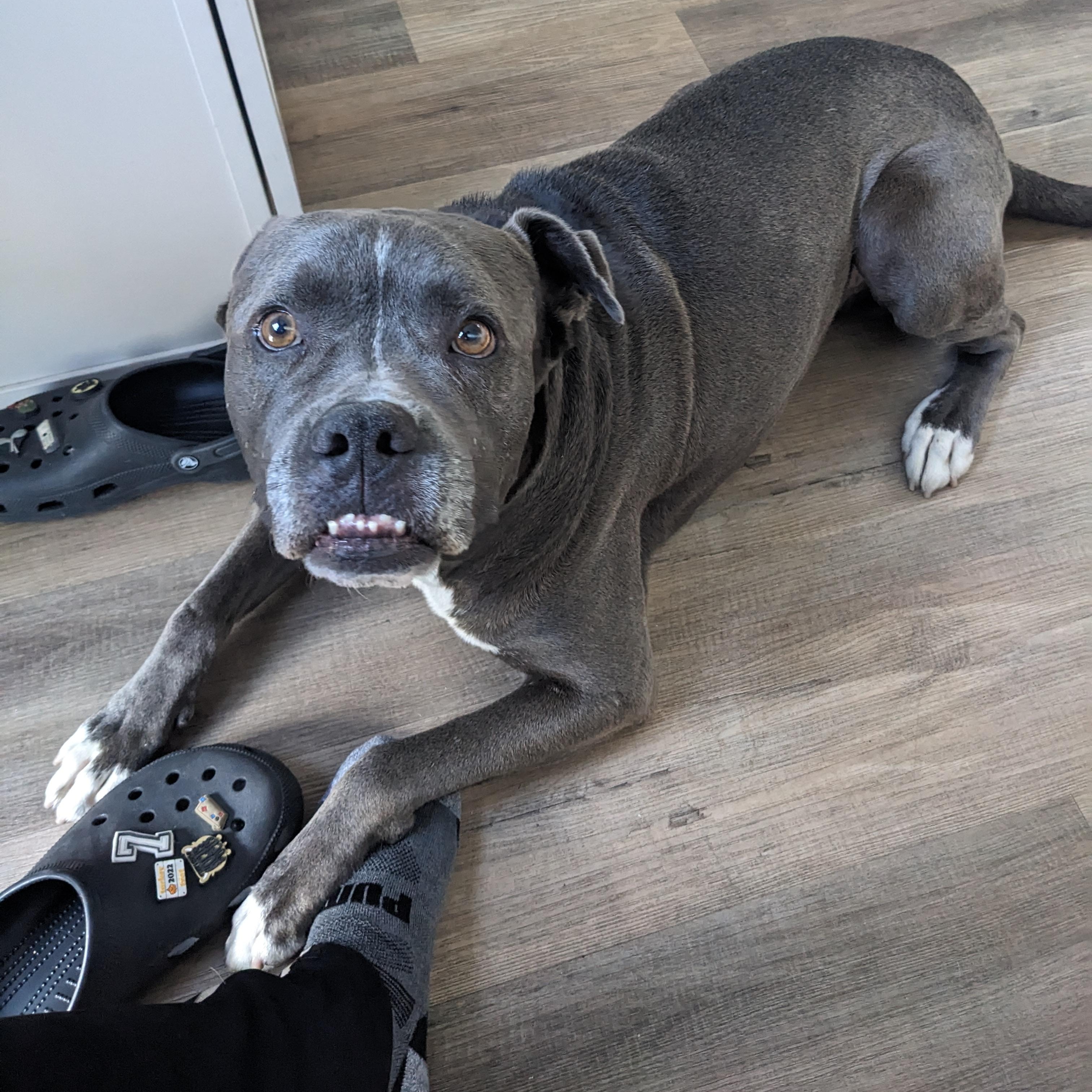 Enlarge Tyson, a Adoptable mixed breed in San Diego, CA image 2/6