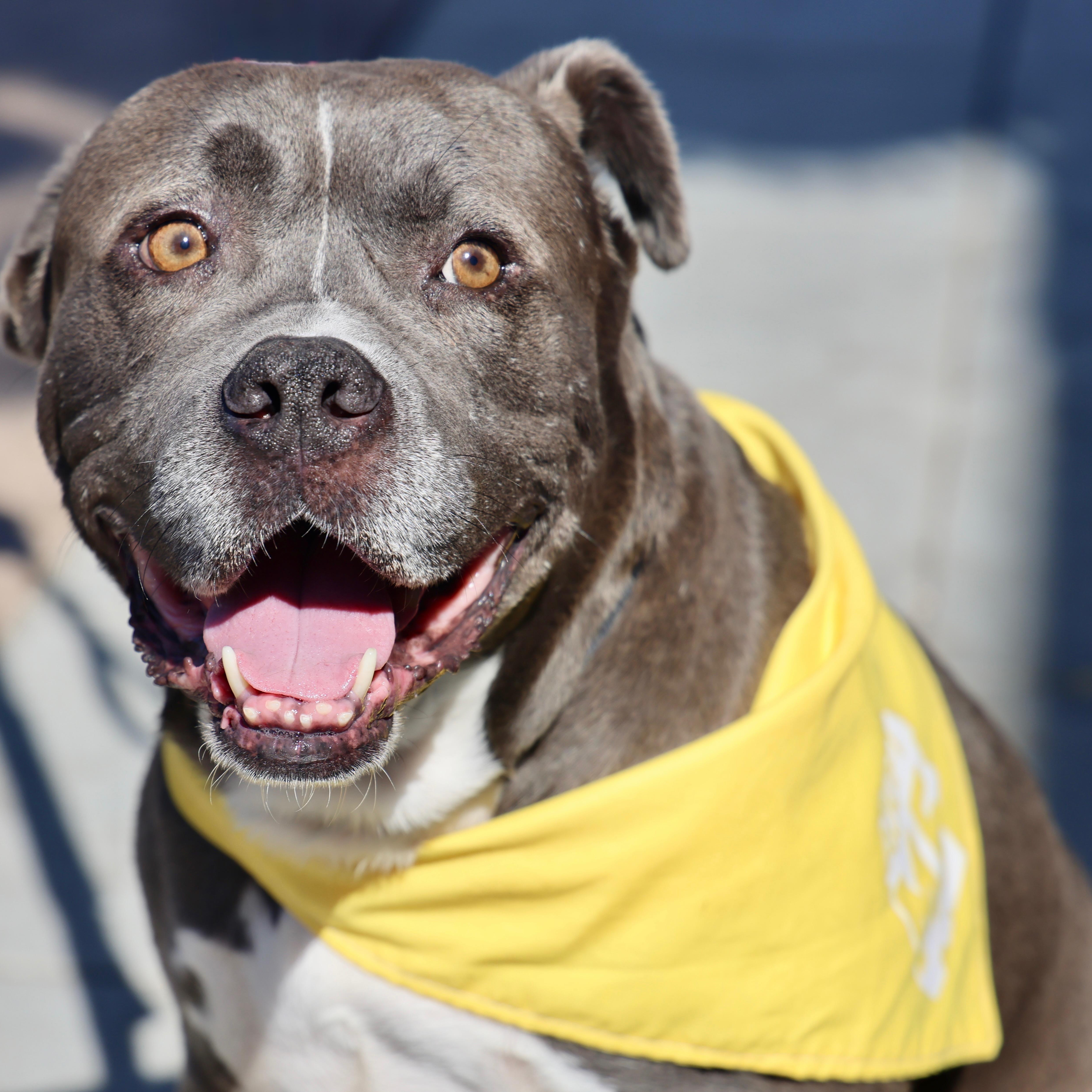 Enlarge Tyson, a Adoptable mixed breed in San Diego, CA image 3/6