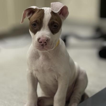 Enlarge Boursin, a Adoptable mixed breed in Shinnston, WV image 1/2