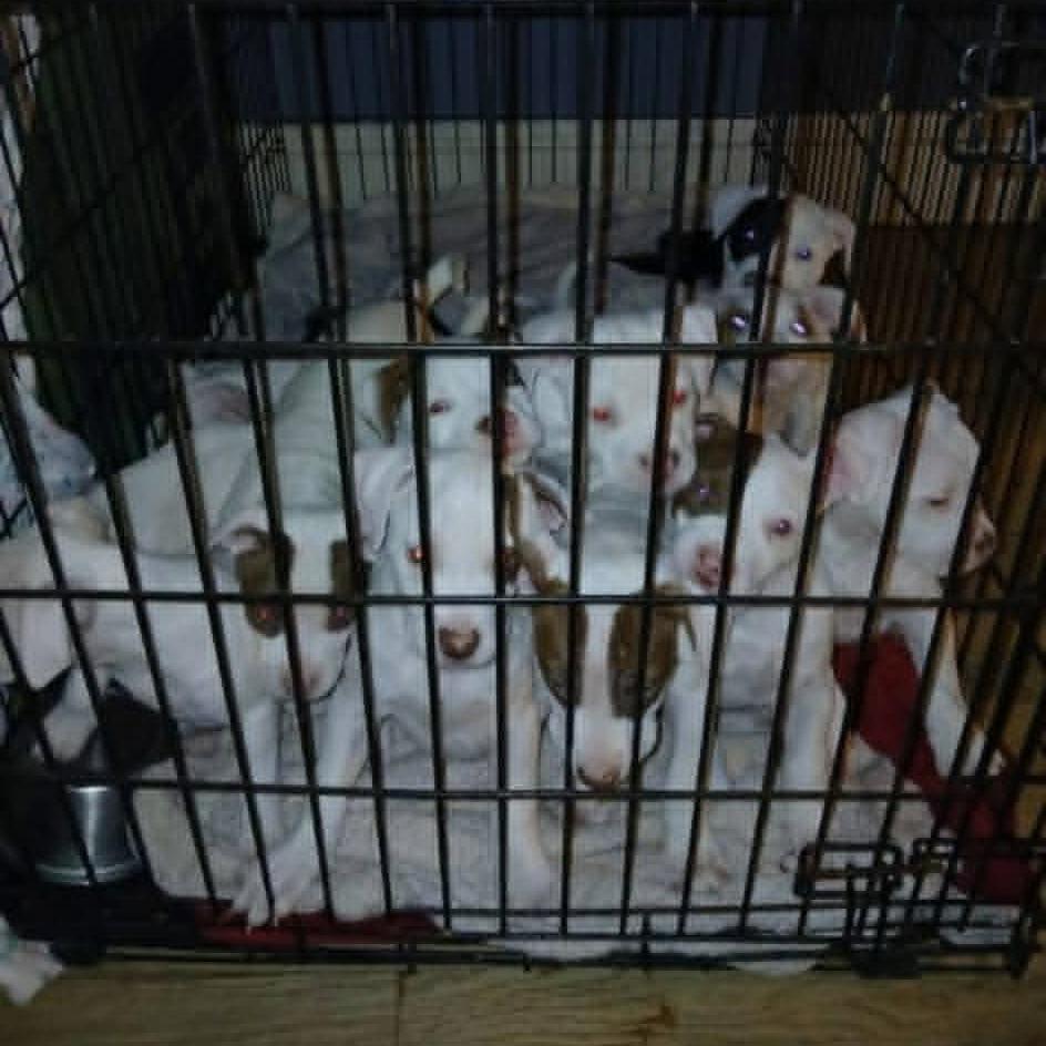 Enlarge Boursin, a Adoptable mixed breed in Shinnston, WV image 2/2