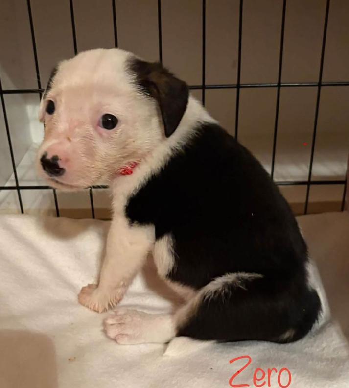 Enlarge Zero, a Adoptable mixed breed in Eutawville, SC image 4/4