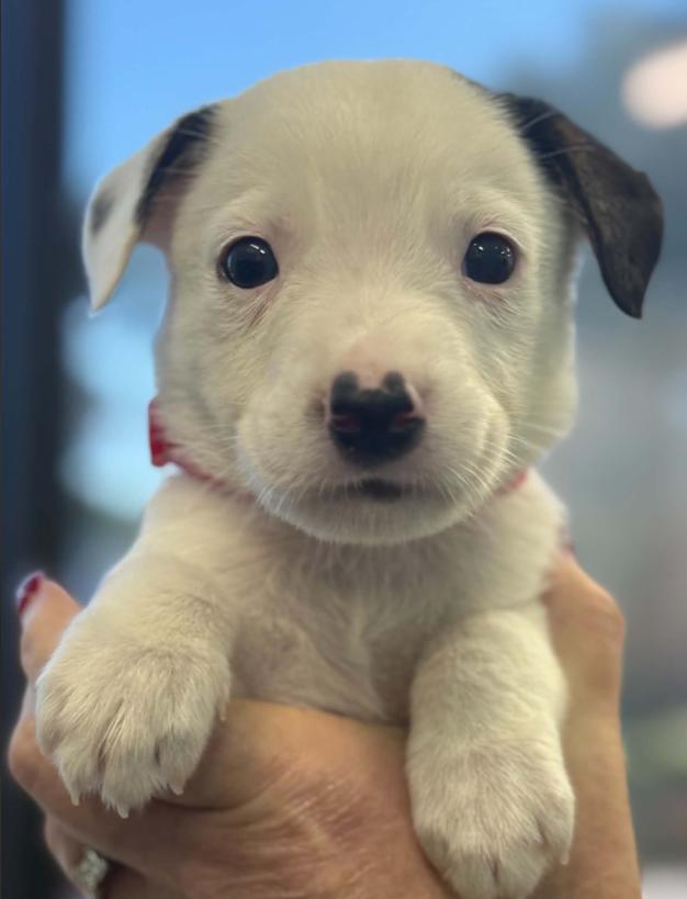 Zero, Adoptable, Puppy Male Mixed Breed.