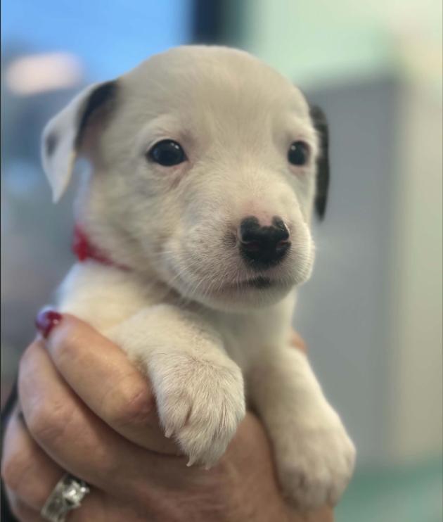 Enlarge Zero, a Adoptable mixed breed in Eutawville, SC image 2/4
