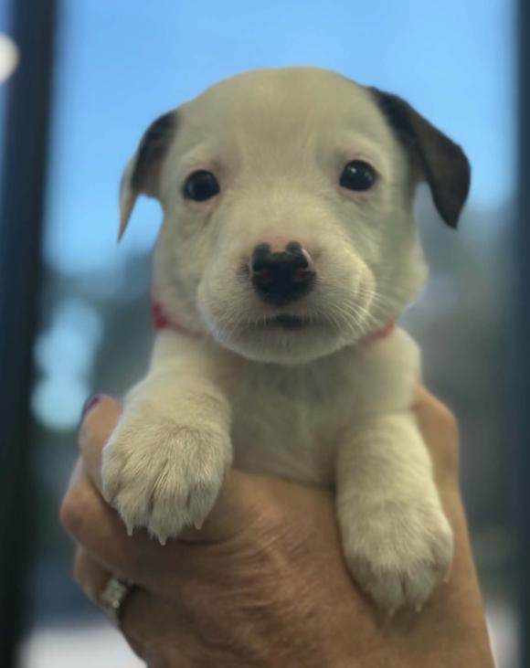 Enlarge Zero, a Adoptable mixed breed in Eutawville, SC image 3/4