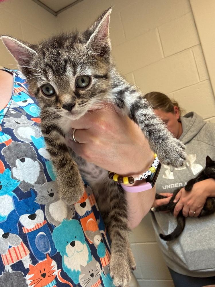 Moose, Adopted, Kitten Male Domestic Short Hair.