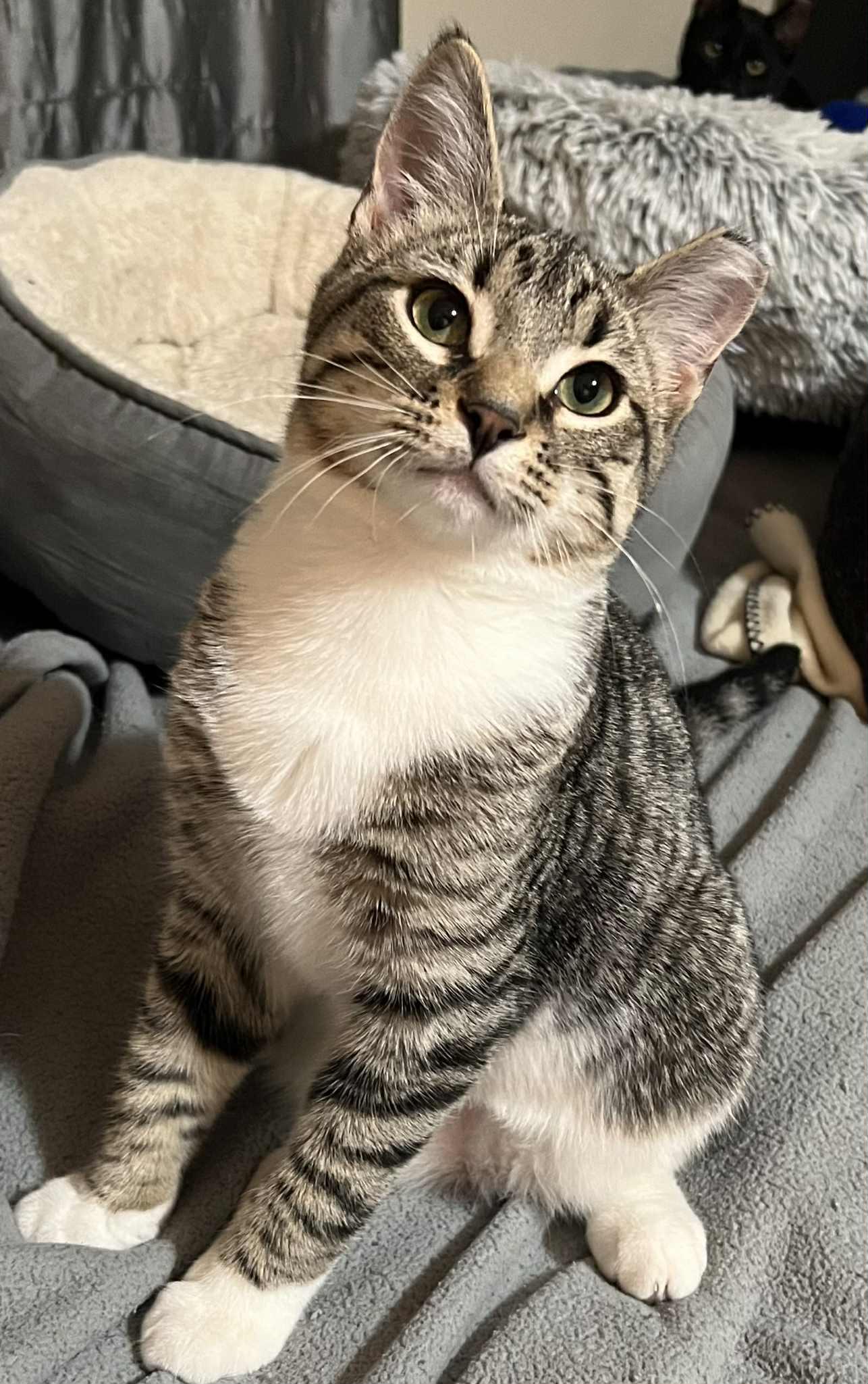 Enlarge Triscuit, a Adopted Domestic Short Hair in Wadsworth, OH image 1/6