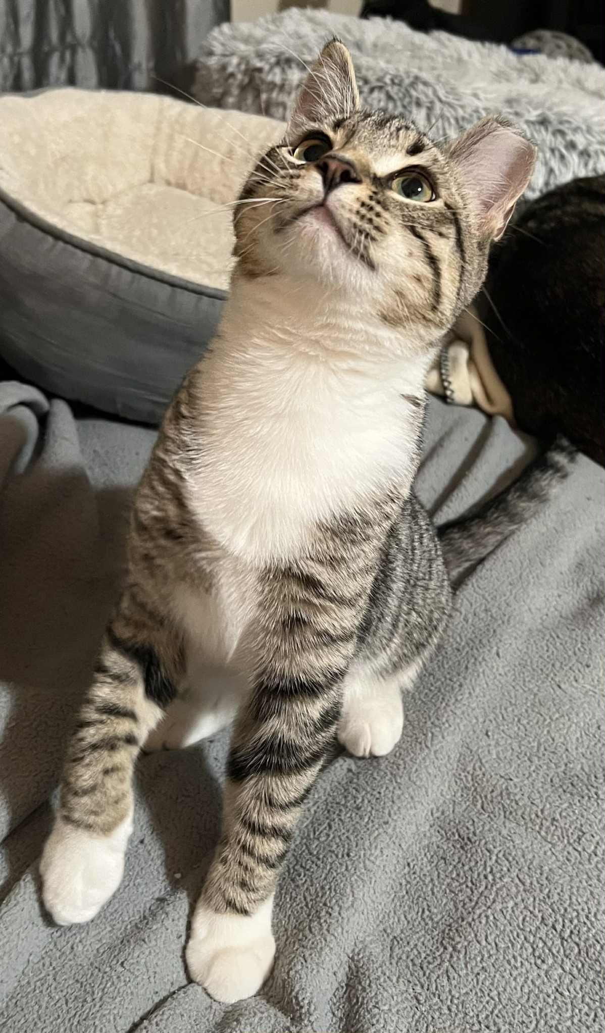 Enlarge Triscuit, a Adopted Domestic Short Hair in Wadsworth, OH image 2/6