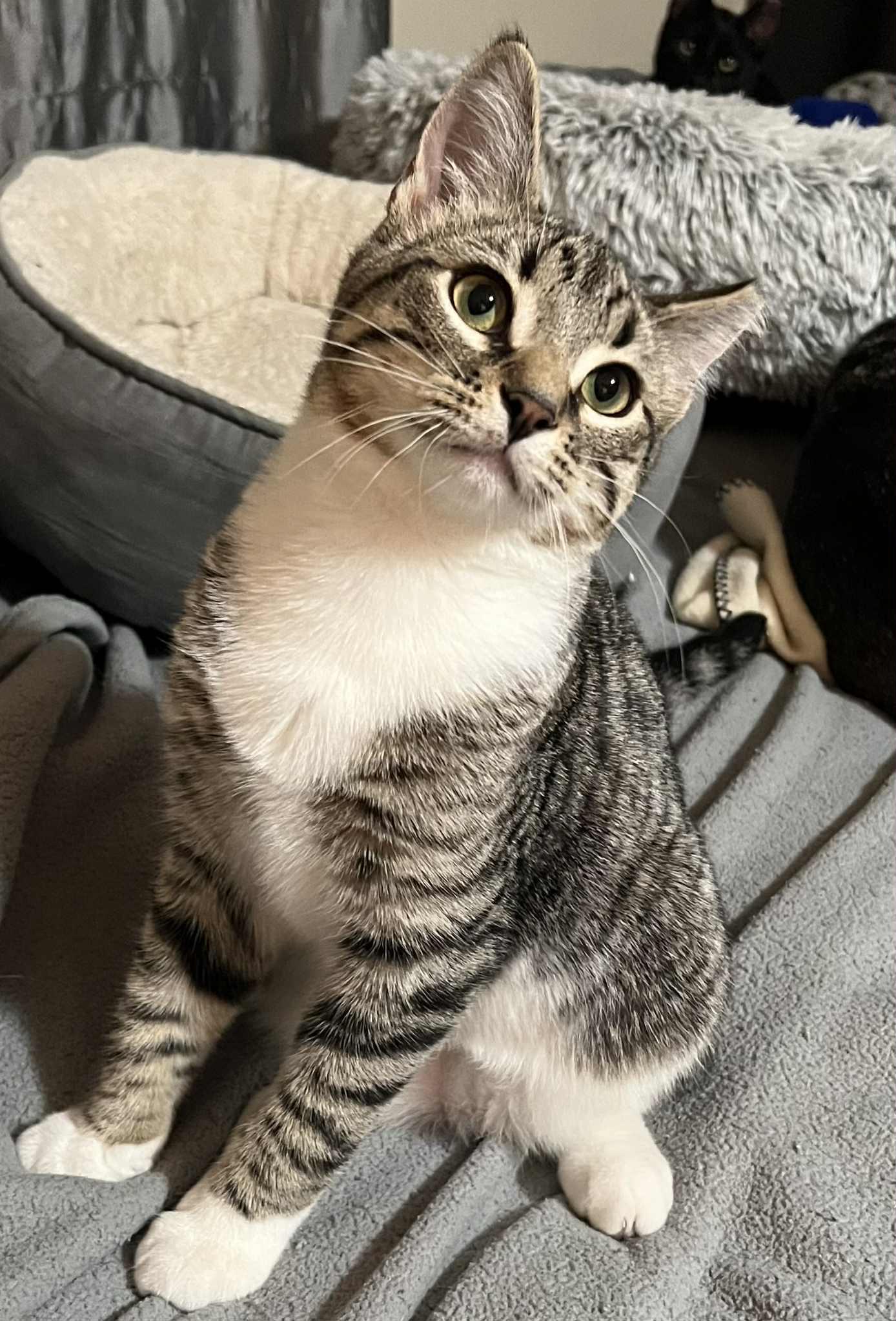 Enlarge Triscuit, a Adopted Domestic Short Hair in Wadsworth, OH image 6/6