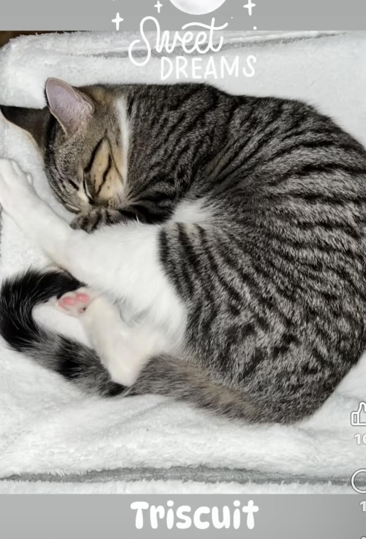 Enlarge Triscuit, a Adopted Domestic Short Hair in Wadsworth, OH image 4/6