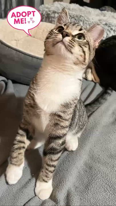 Enlarge Triscuit, a Adopted Domestic Short Hair in Wadsworth, OH video 5/6