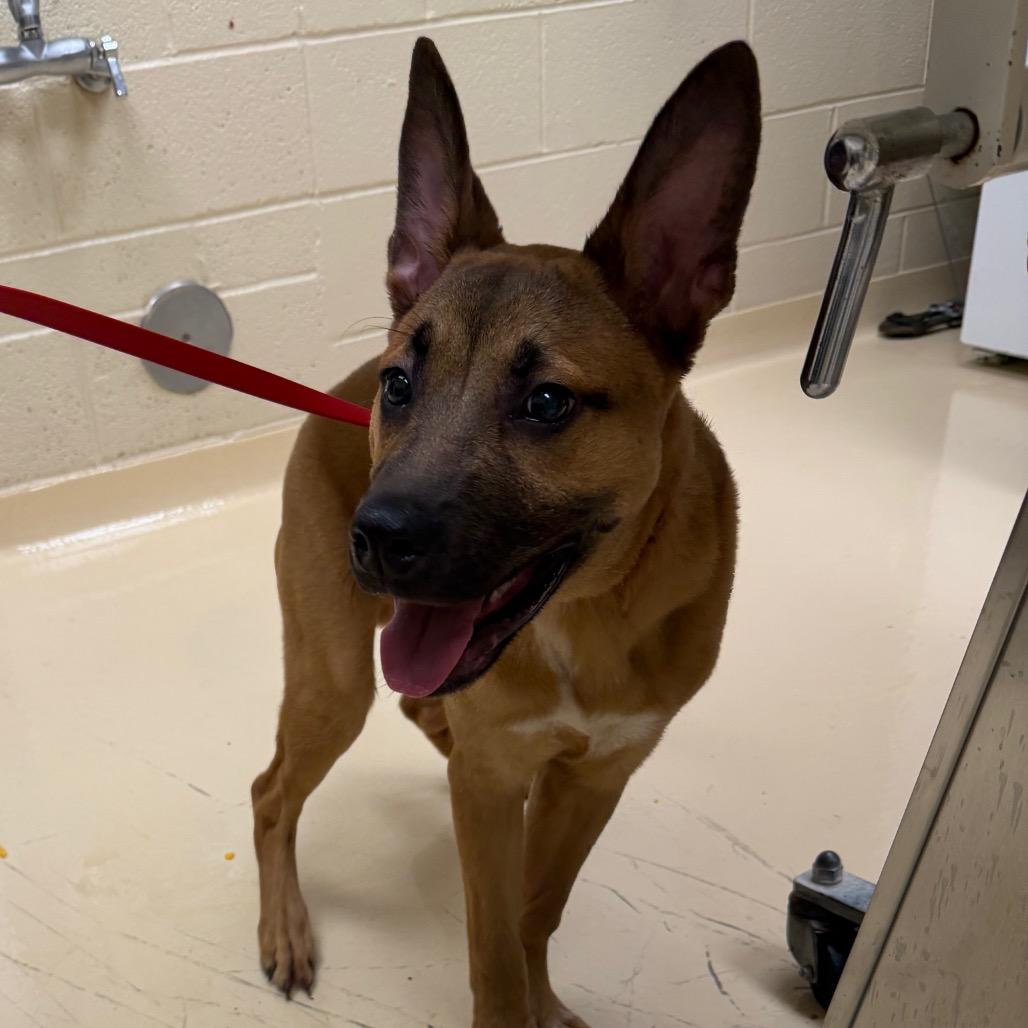 Enlarge Bucky, a Adoptable Mixed Breed in Winston-Salem, NC image 1/1