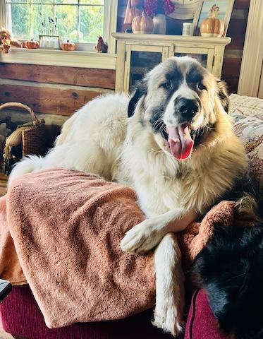 Enlarge Courtesy Post - Sarge, an adoptable mixed breed in Mount Albert, ON image 1/4