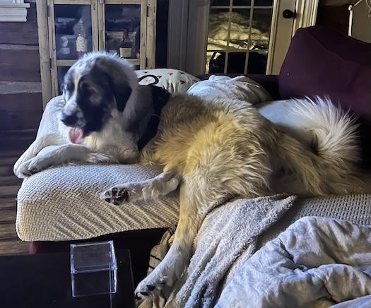 Enlarge Courtesy Post - Sarge, an adoptable mixed breed in Mount Albert, ON image 4/4