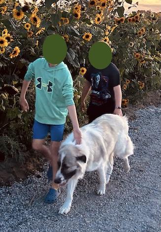 Enlarge Courtesy Post - Sarge, an adoptable mixed breed in Mount Albert, ON image 2/4