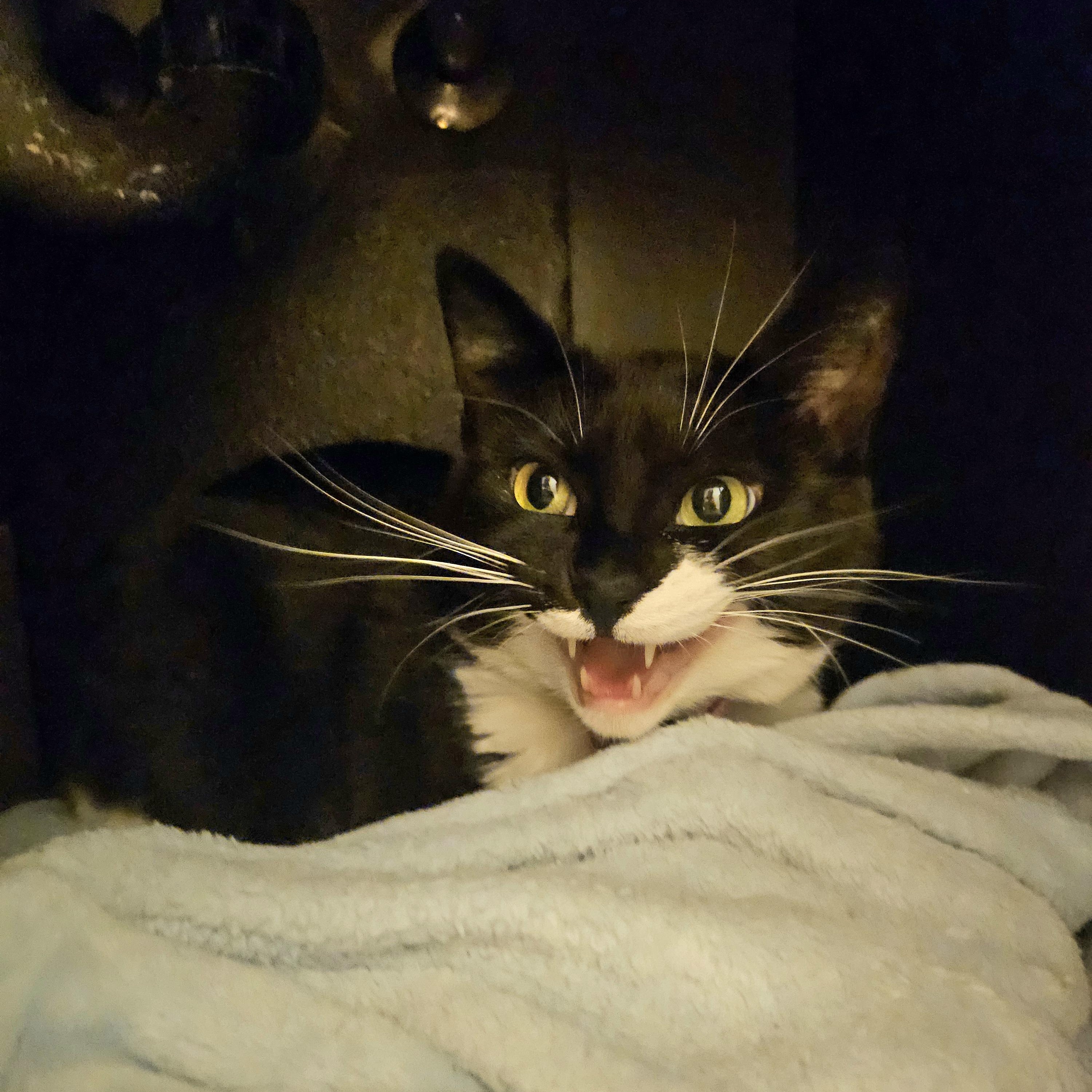 Chloe
