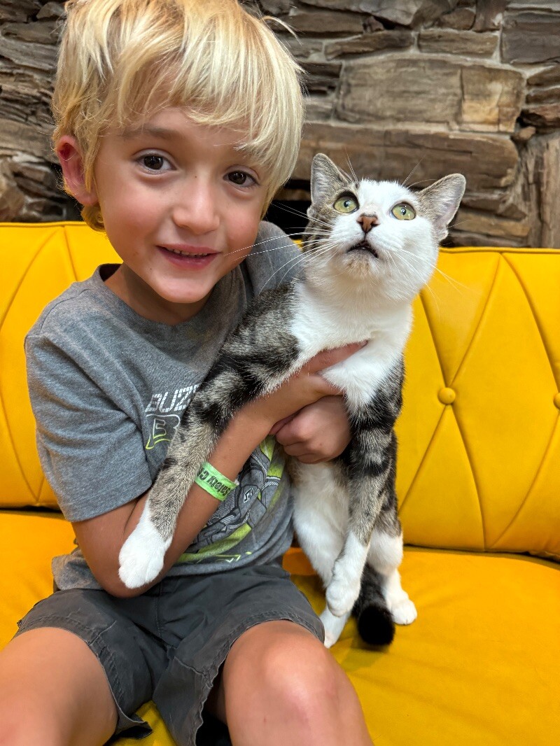 Cat for adoption Hanna, a Domestic Short Hair in vancouver, WA