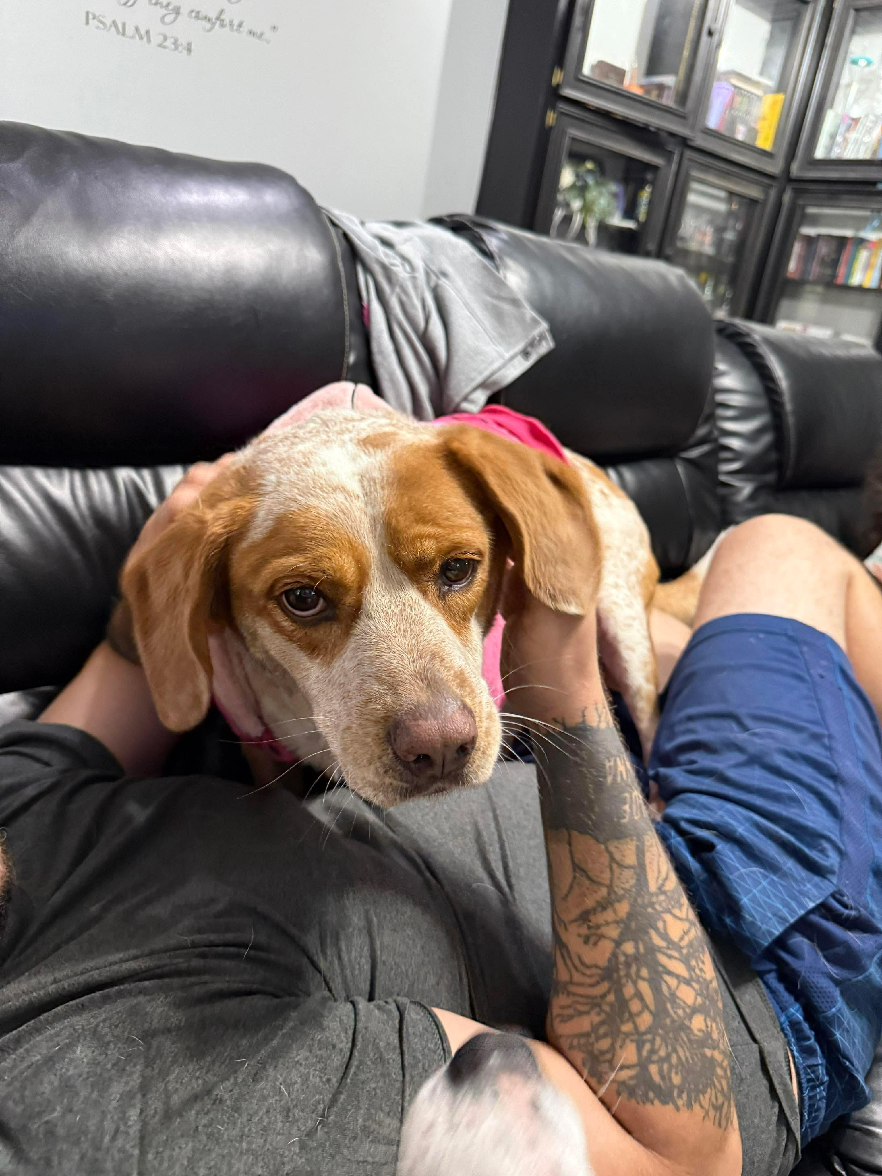 Enlarge Nipsey, a Adoptable mixed breed in Horseheads, NY image 6/6