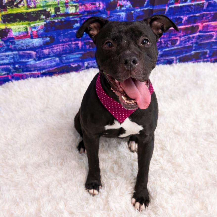 Mochi, a Adoptable mixed breed in Binghamton, NY image 1/6