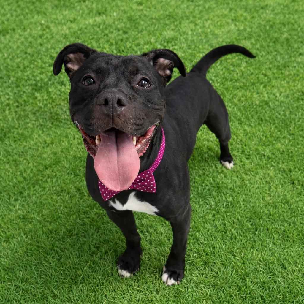 Mochi, a Adoptable mixed breed in Binghamton, NY image 2/6