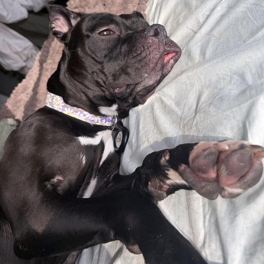 Mochi, a Adoptable mixed breed in Binghamton, NY image 3/6