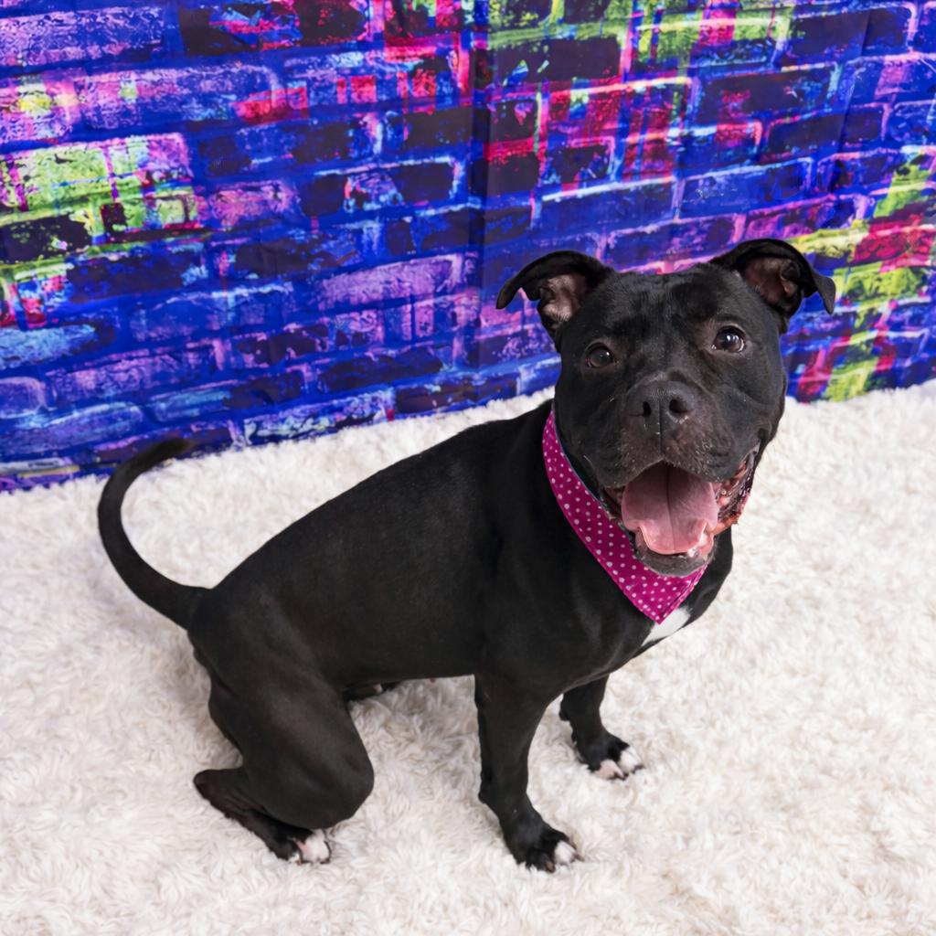 Mochi, a Adoptable mixed breed in Binghamton, NY image 5/6