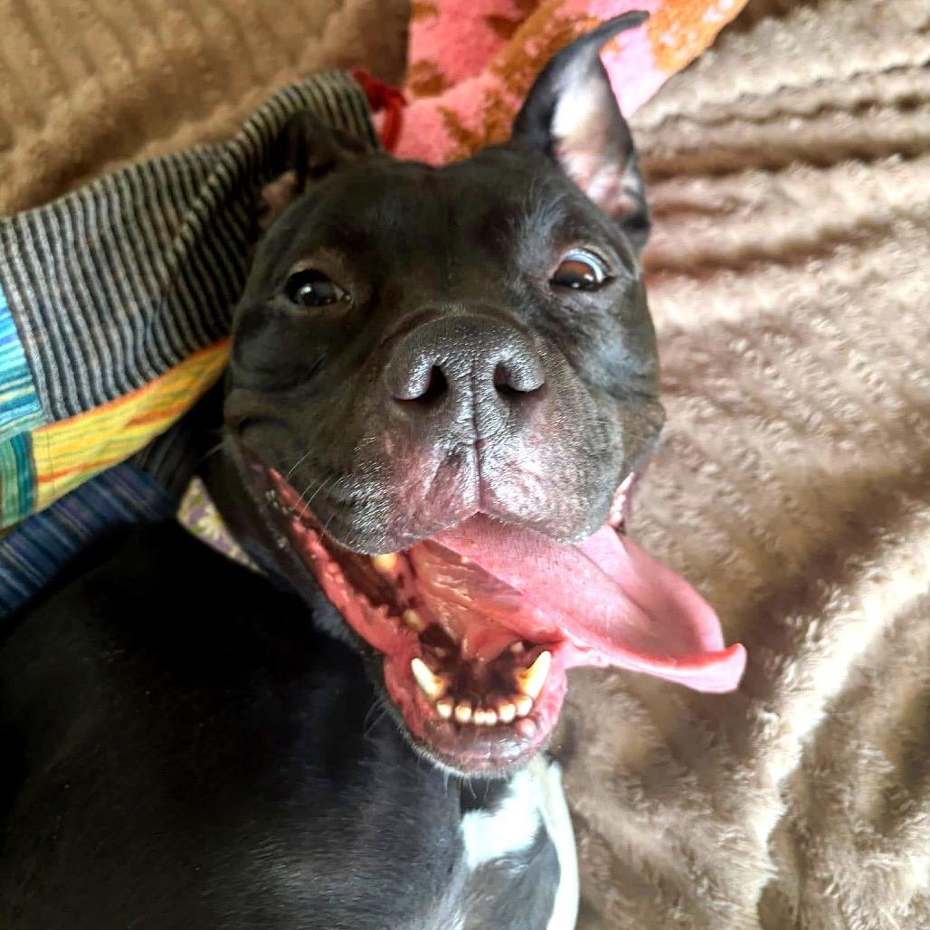 Mochi, a Adoptable mixed breed in Binghamton, NY image 6/6