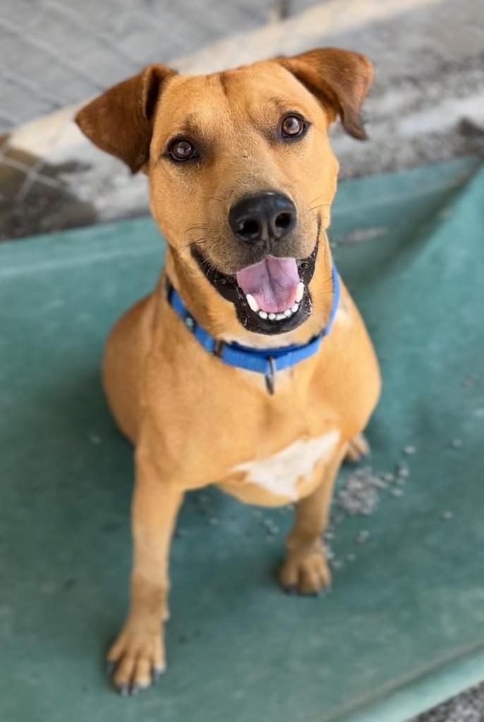 Tomas