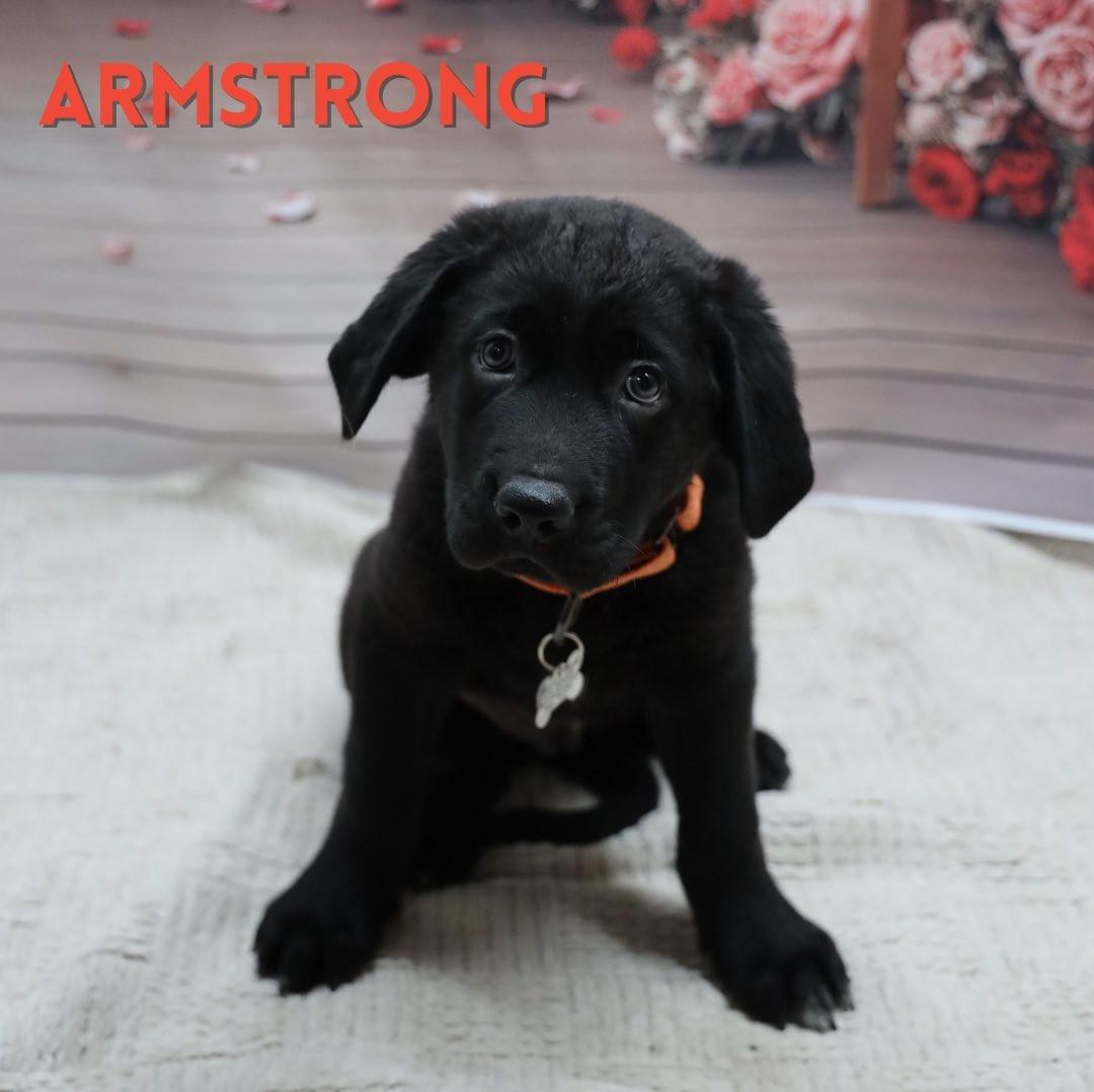 Armstrong, a Adoptable mixed breed in Albany, NY image 6/6