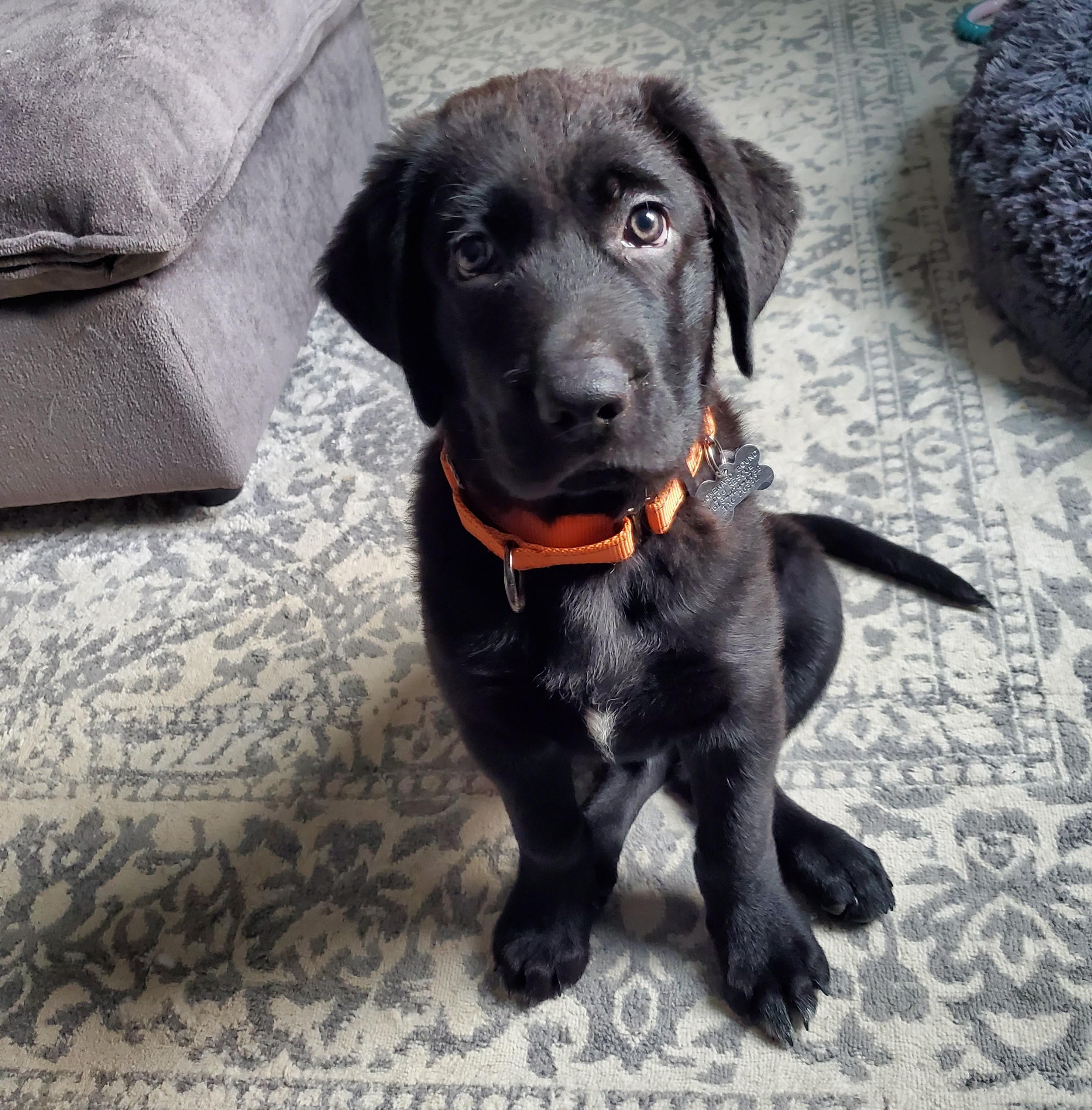 Armstrong, a Adoptable mixed breed in Albany, NY image 5/6