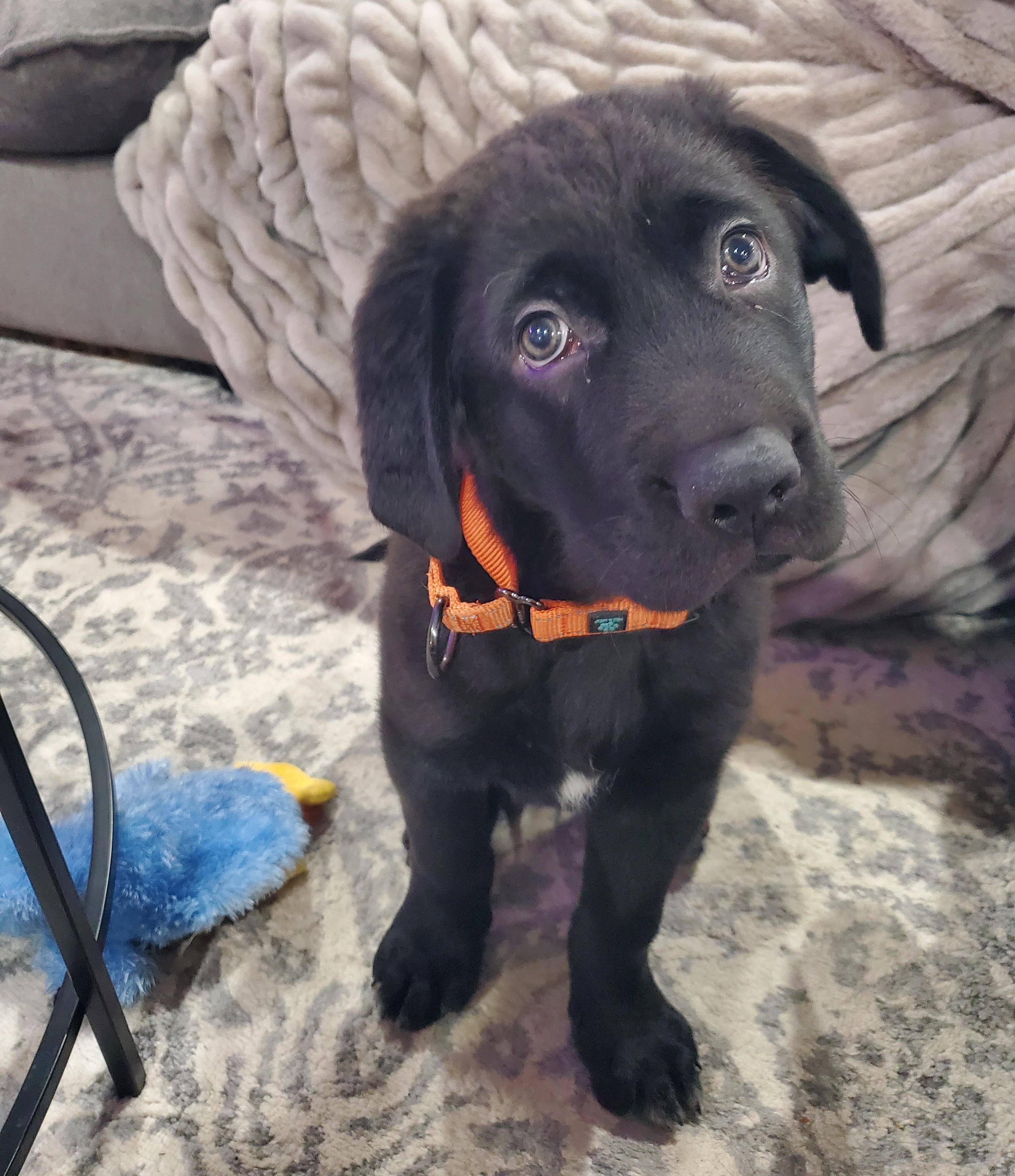 Armstrong, a Adoptable mixed breed in Albany, NY image 4/6