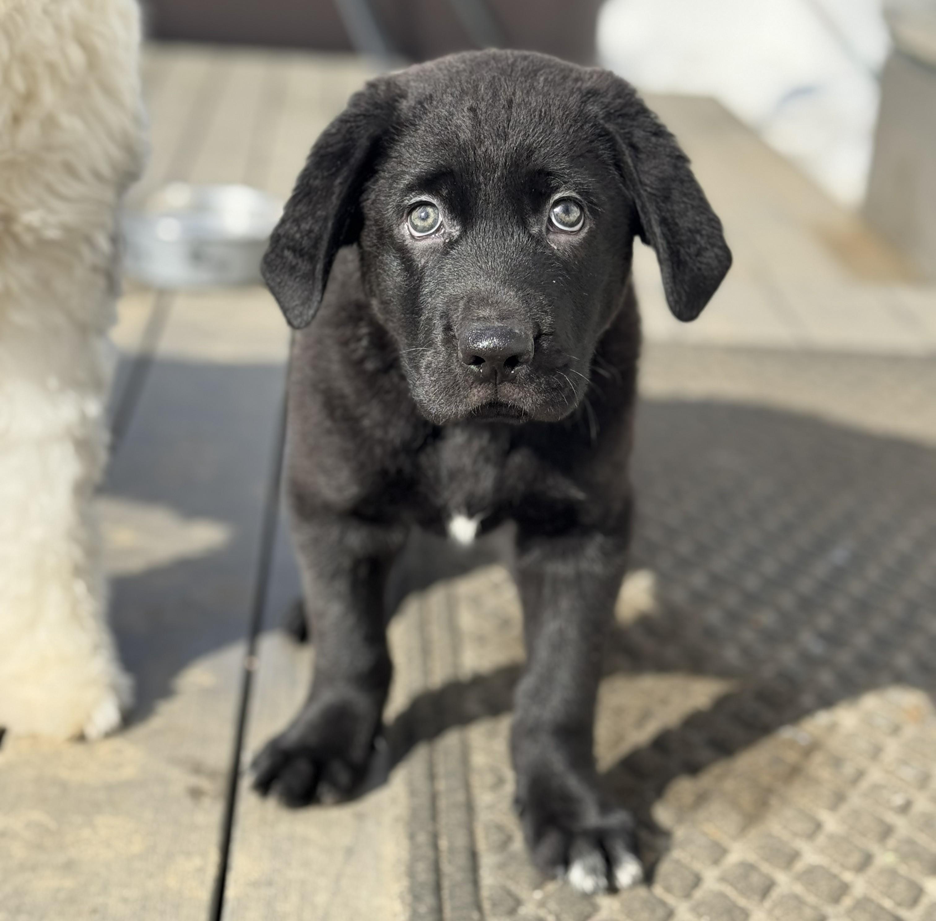 Armstrong, a Adoptable mixed breed in Albany, NY image 3/6
