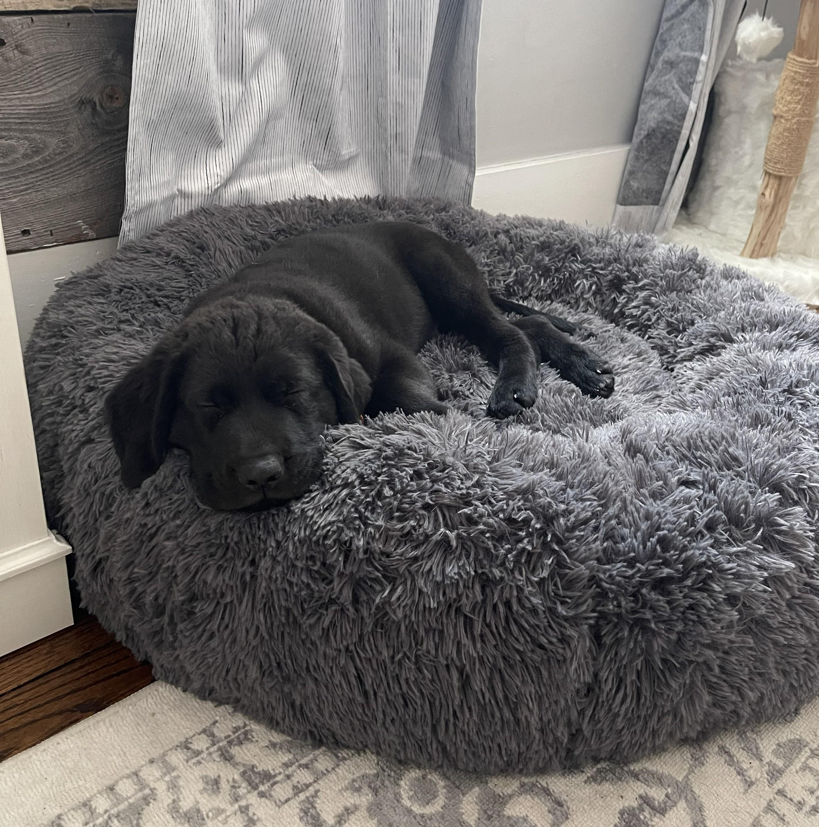 Armstrong, a Adoptable mixed breed in Albany, NY image 2/6