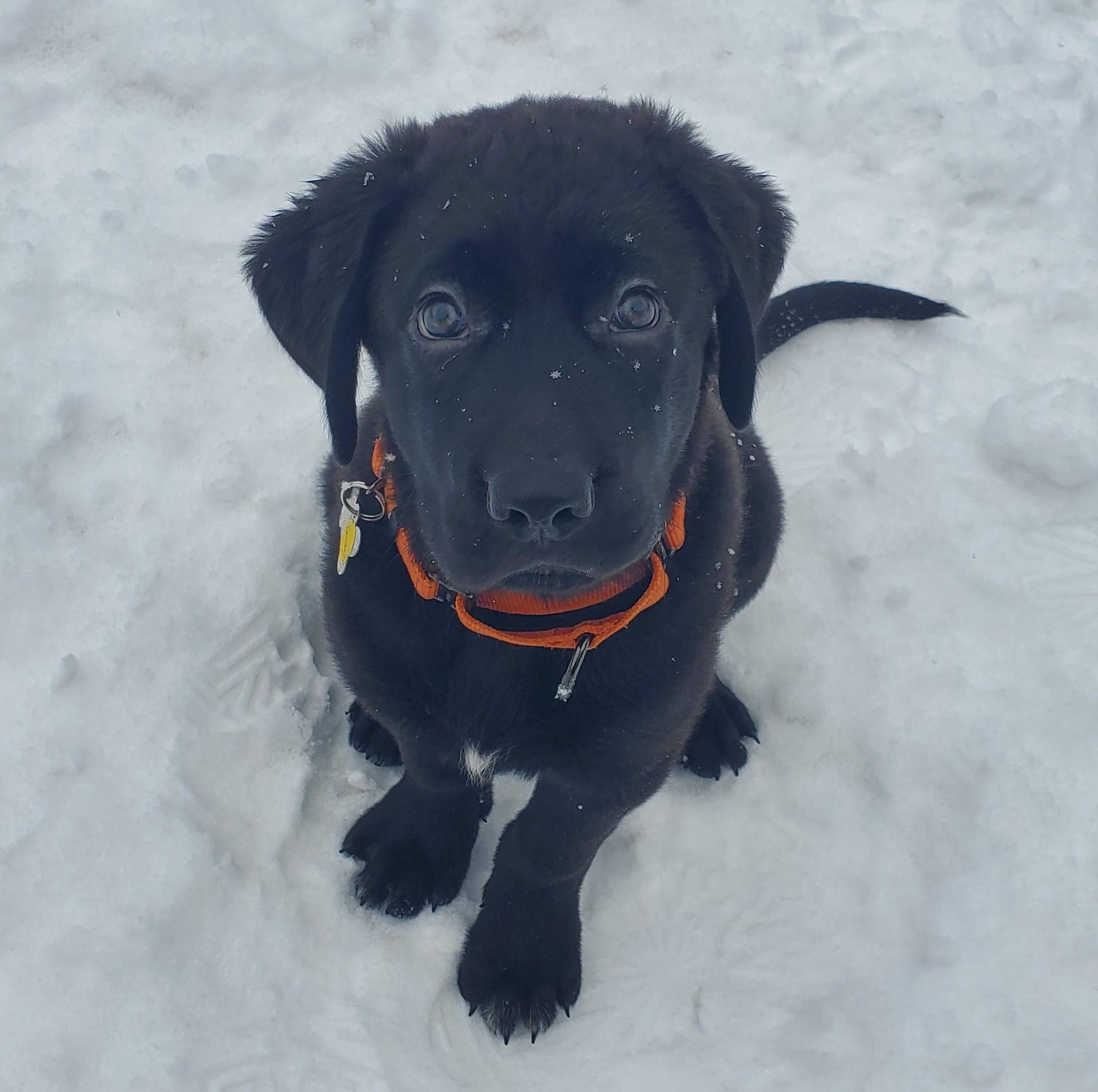 Armstrong, Adoptable, Puppy Male Anatolian Shepherd & Flat-Coated Retriever.