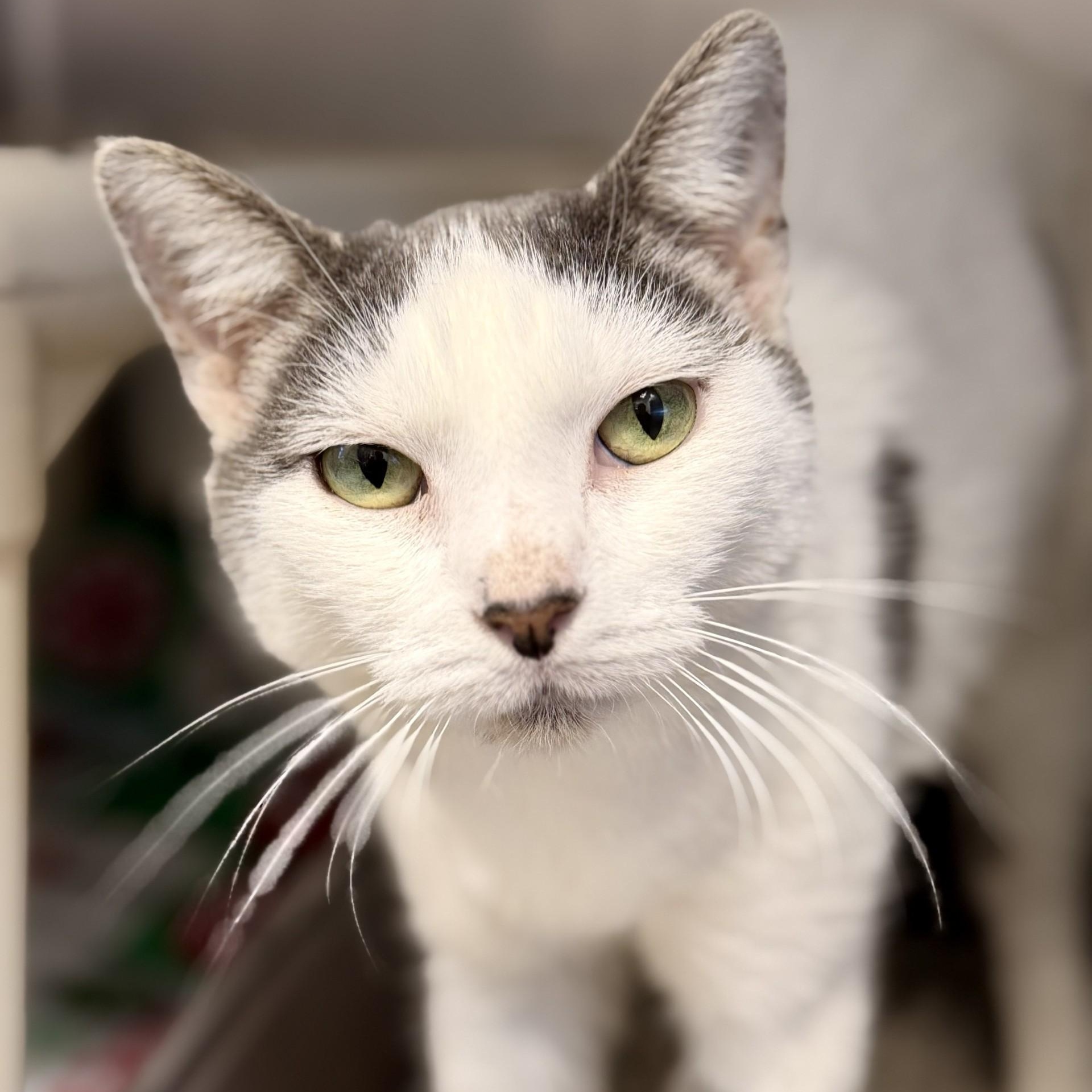 Espresso, Adoptable, Adult Female Domestic Short Hair.