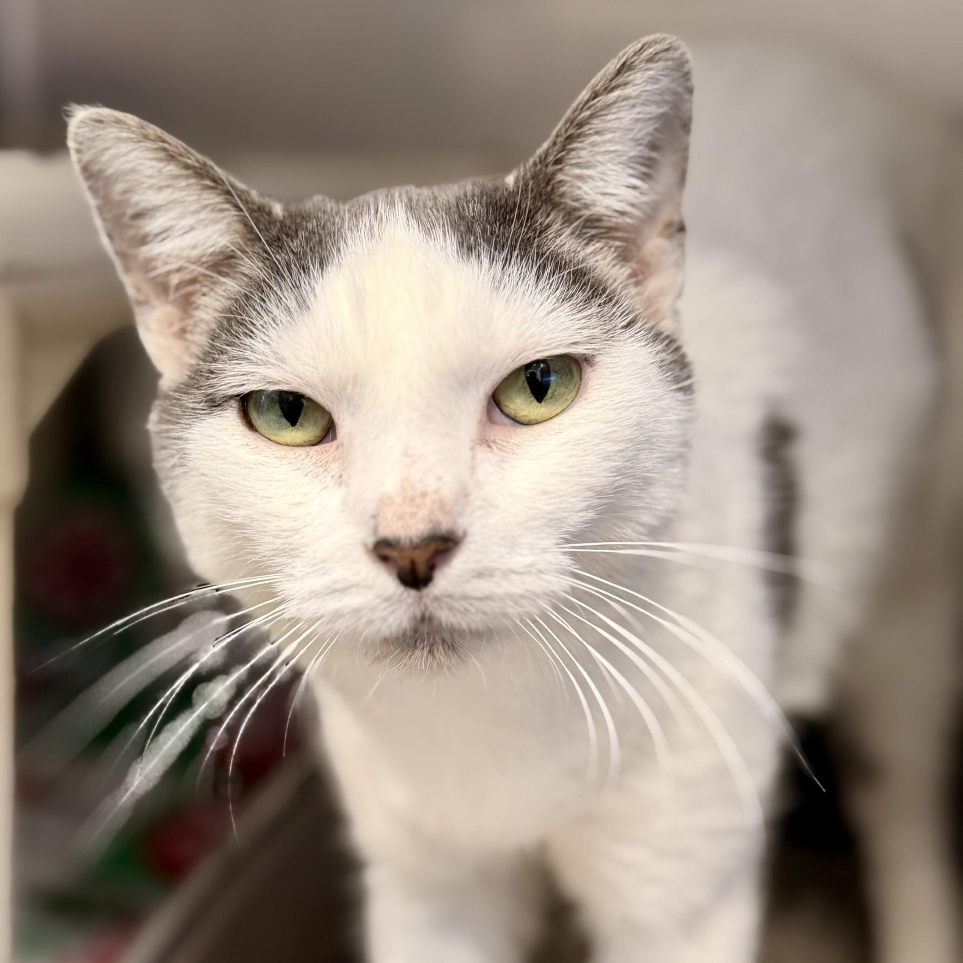 Enlarge Espresso, a Adoptable Domestic Short Hair in Manahawkin, NJ image 2/2