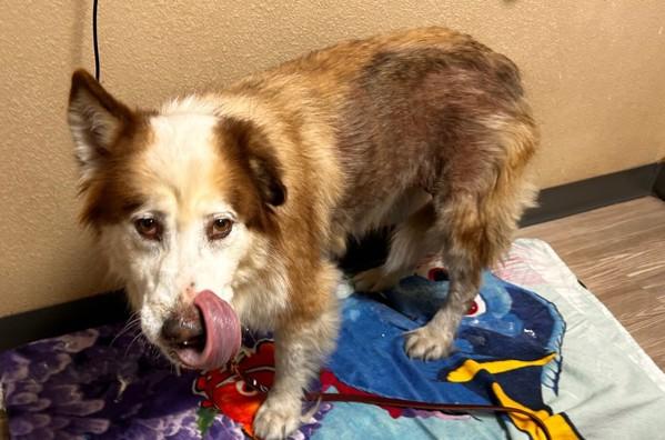 Mini, Adoptable, Senior Female Siberian Husky & Alaskan Malamute.