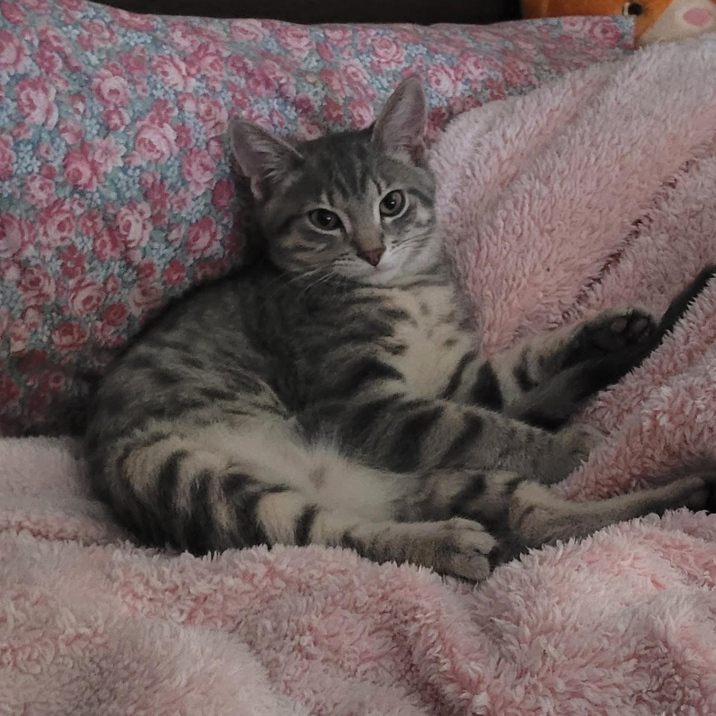 Enlarge Poco, a Adopted Tabby in Grand Rapids, MI image 4/6