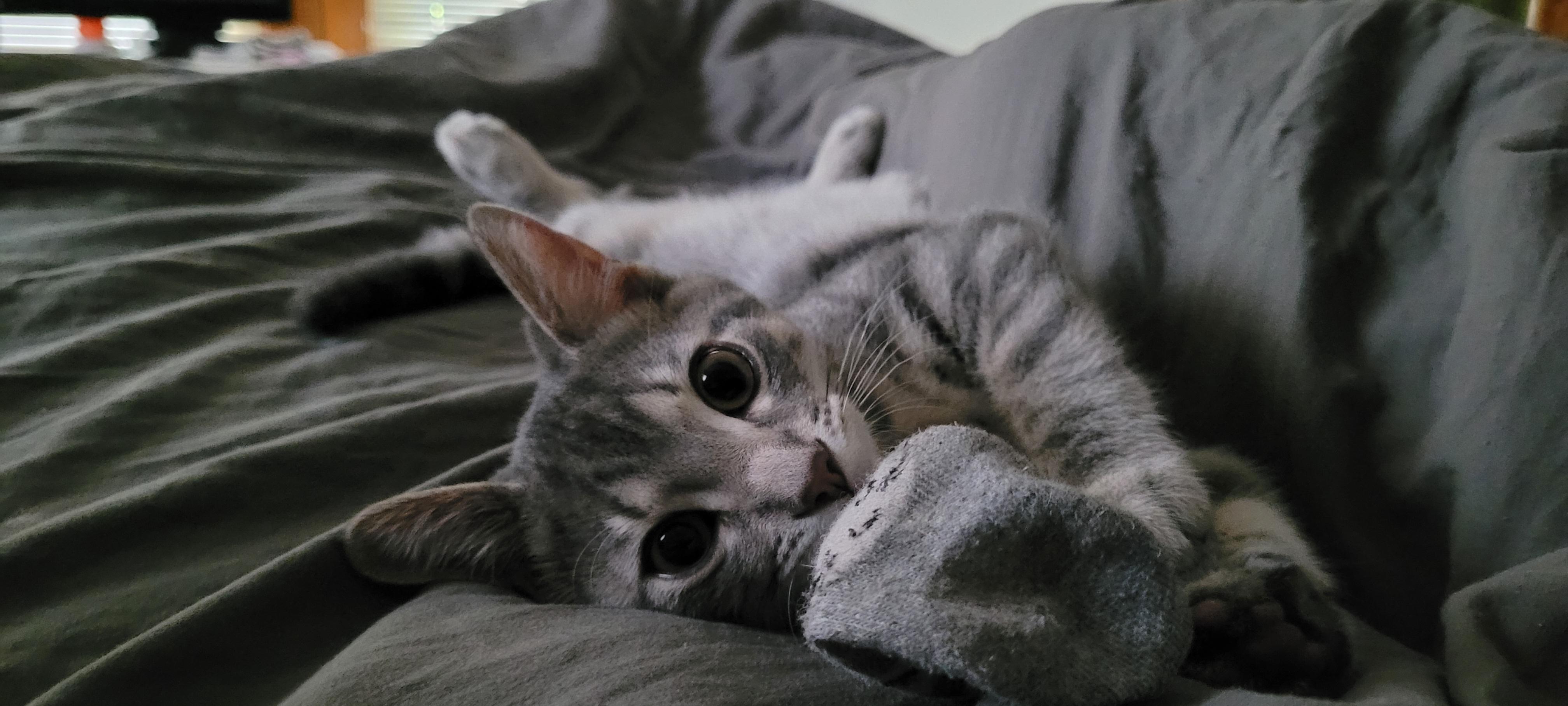 Enlarge Poco, a Adopted Tabby in Grand Rapids, MI image 3/6