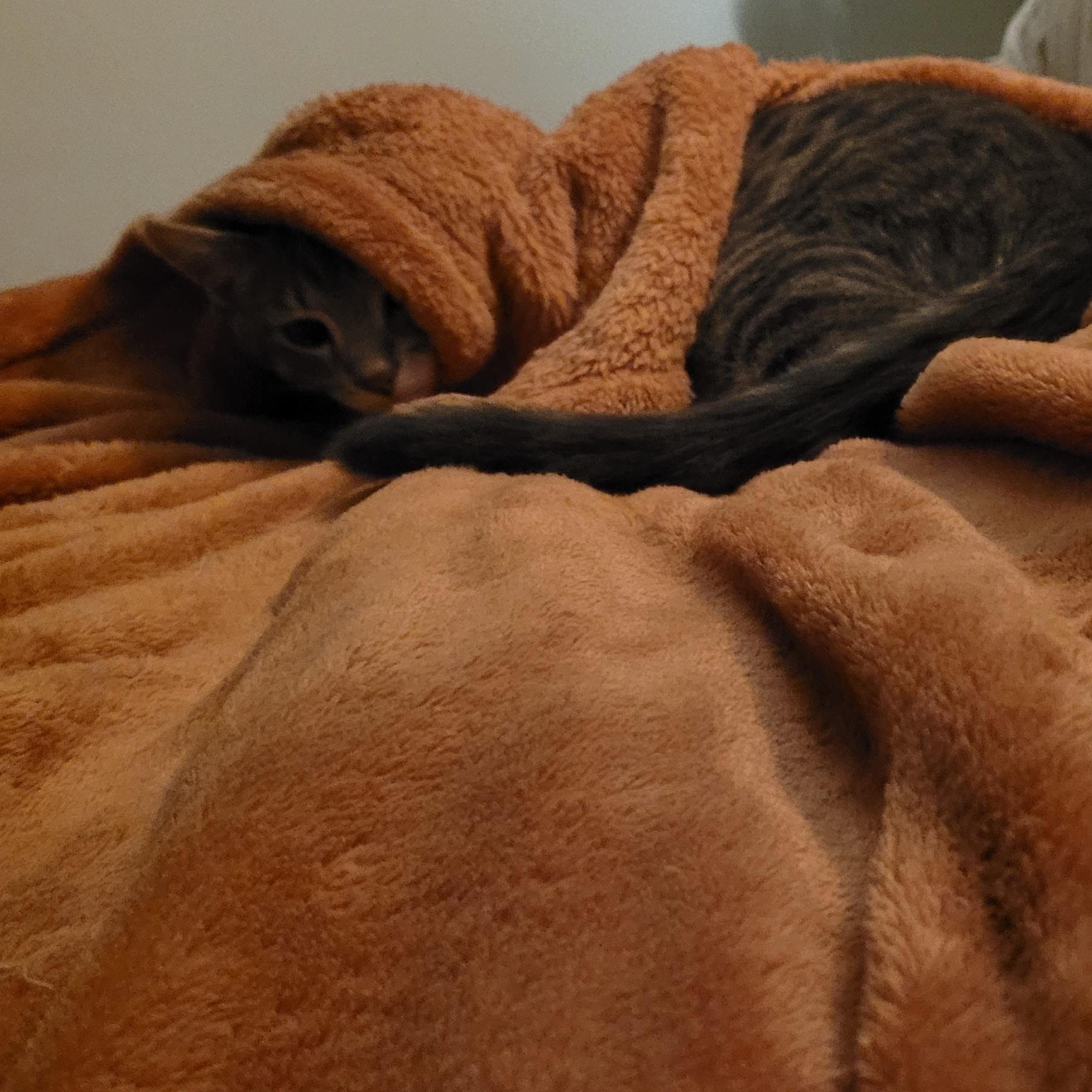 Enlarge Poco, a Adopted Tabby in Grand Rapids, MI image 5/6